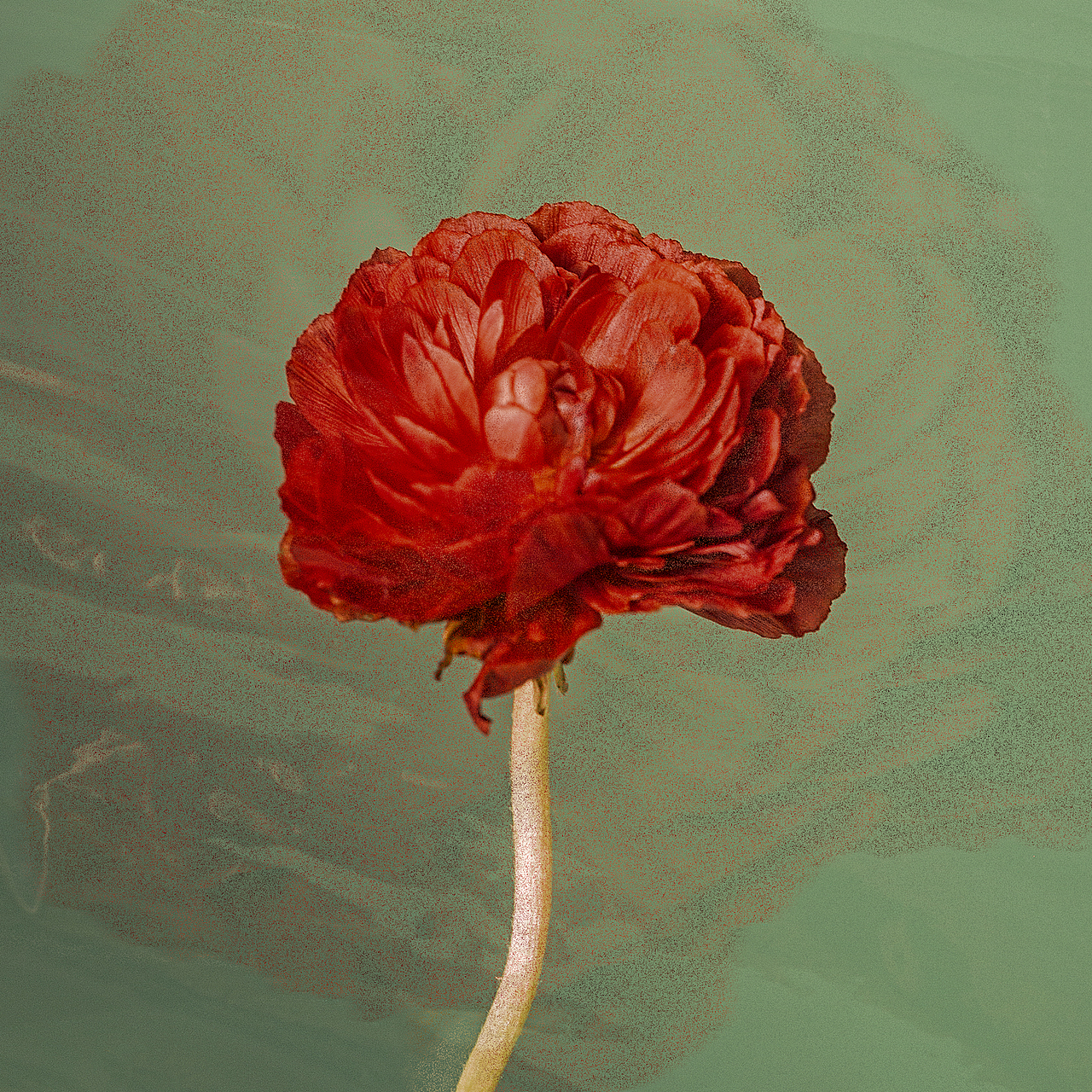 绿/花（图ZMTgzMTc4ODY0） - 产品摄影 - 站酷设计师刘佩相_koto原创素材 - 站酷ZCOOL