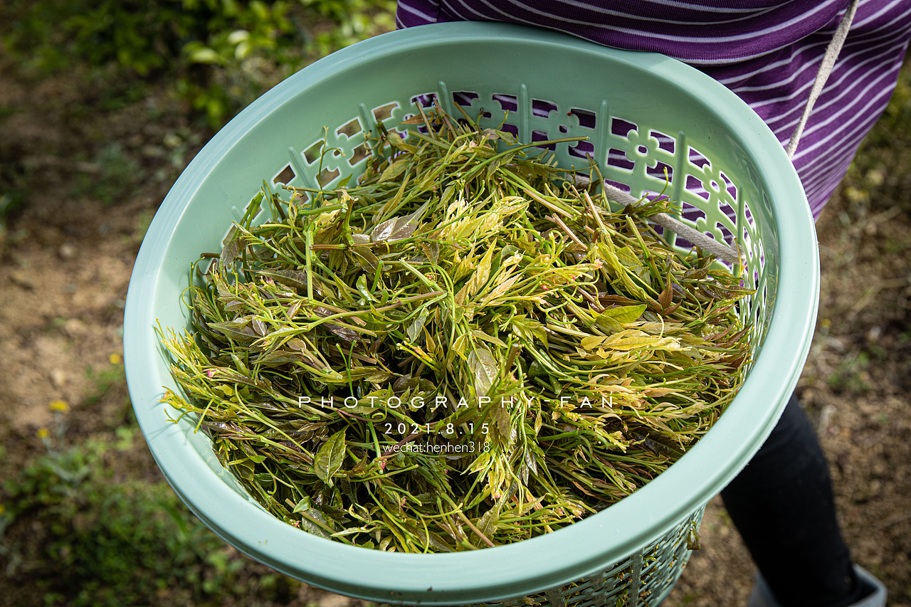 来凤藤茶二（图ZMjcwNjIxMjgw） - 产品摄影 - 站酷设计师范范范爷原创素材 - 站酷ZCOOL