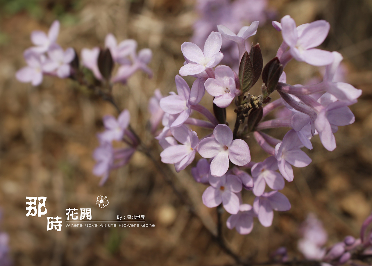 未闻花名——那时花开（二）（图ZNzQ4OTAyMjA=） - 修图/后期 - 站酷设计师星北世界原创素材 - 站酷ZCOOL
