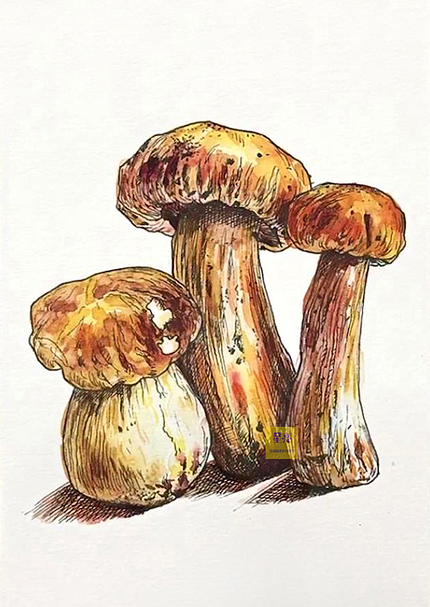线描插画牛肝菌详细步骤