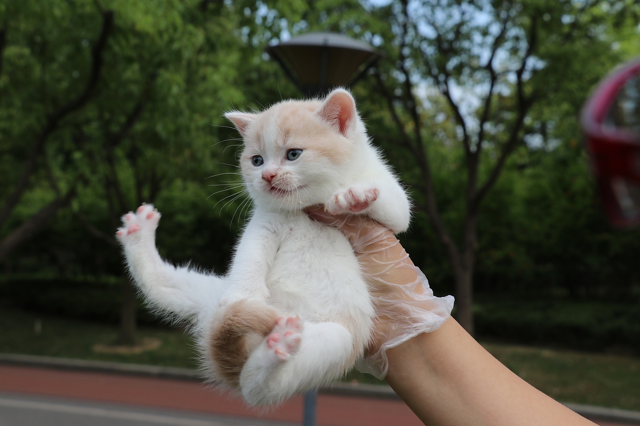 双血统英短\0508英短乳白梵公-熊二-27day450g