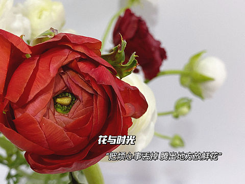 大爱洋牡丹