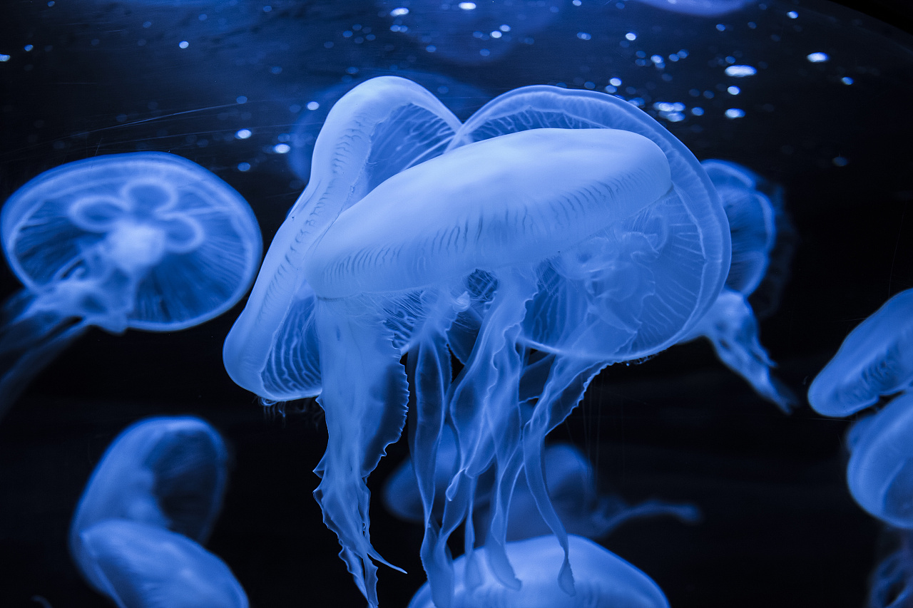 jellyfish
