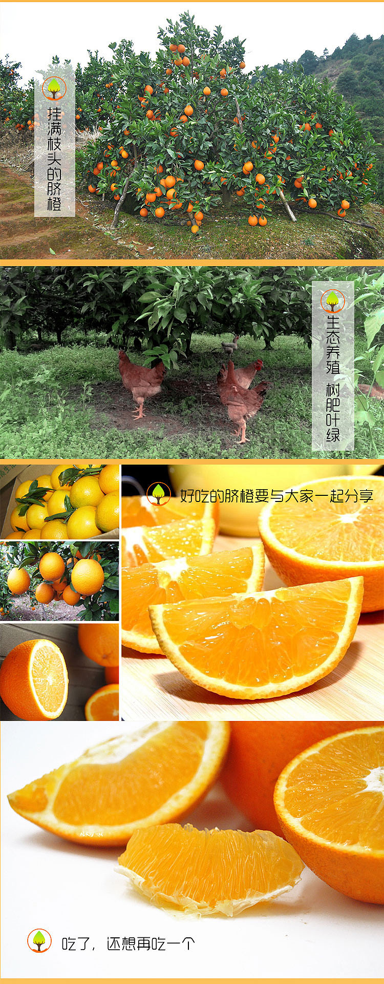 赣南脐橙详情页（图ZODIxMTM4ODg=） - 电商 - 站酷设计师Meet战神原创素材 - 站酷ZCOOL