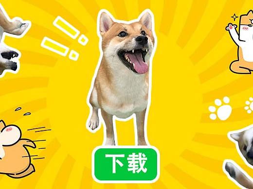 柴犬齐天熊孩子篇表情包