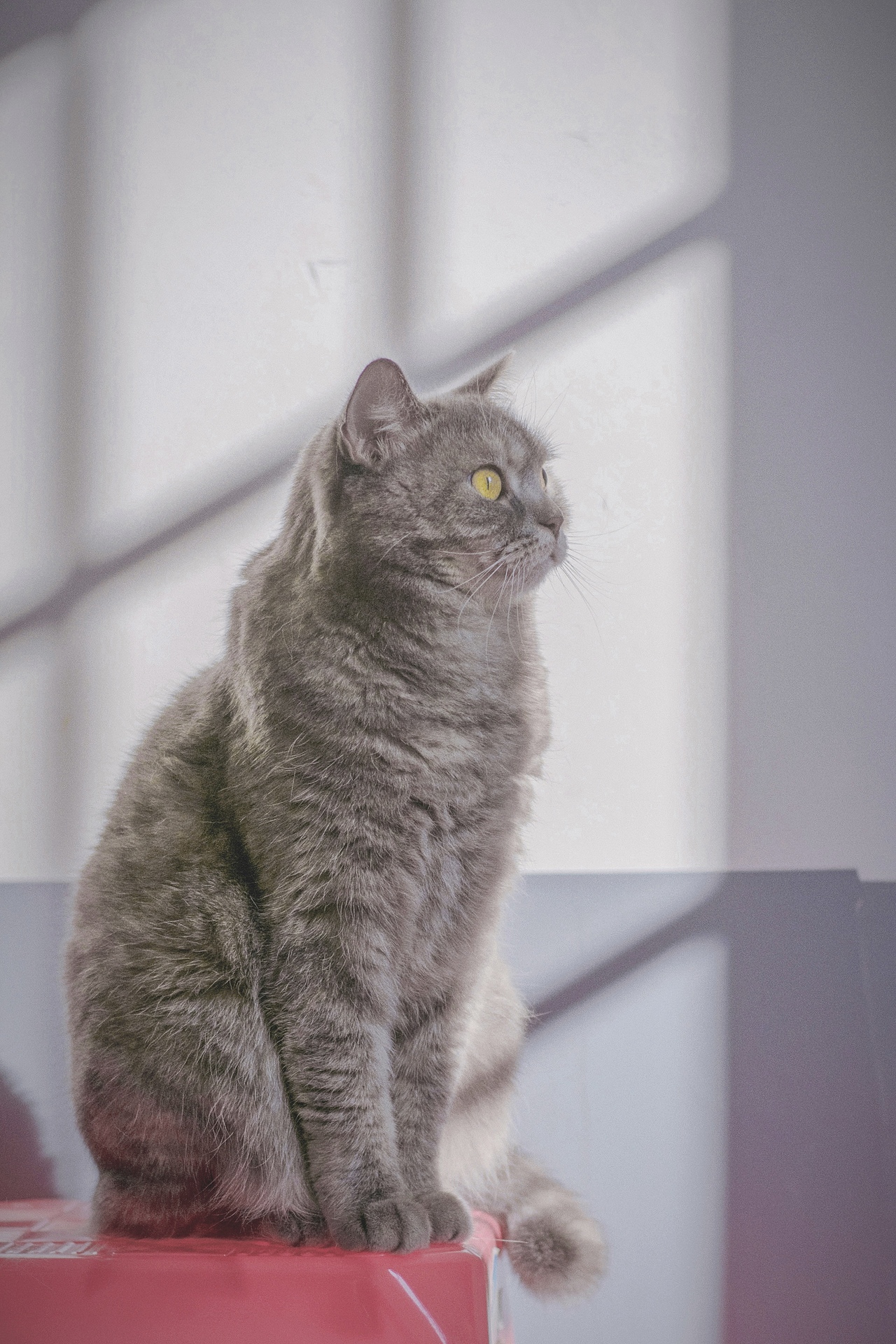 猫（图ZMzMwMTA4NTU2） - 宠物摄影 - 站酷设计师啊莫是啊莫啦原创素材 - 站酷ZCOOL