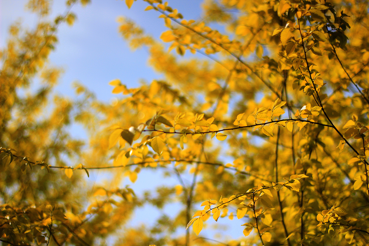 那年花正好山地车还在