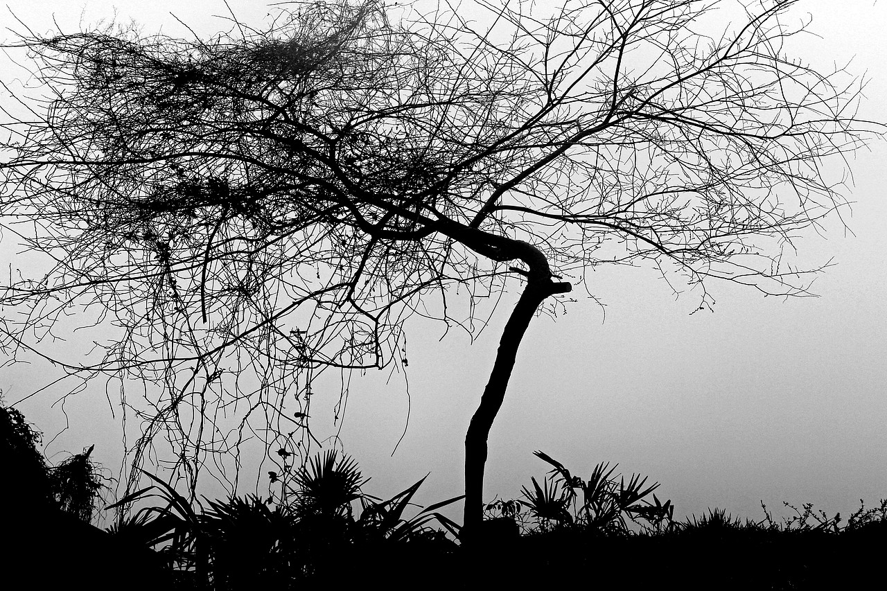 大雾,雨晨,乡下