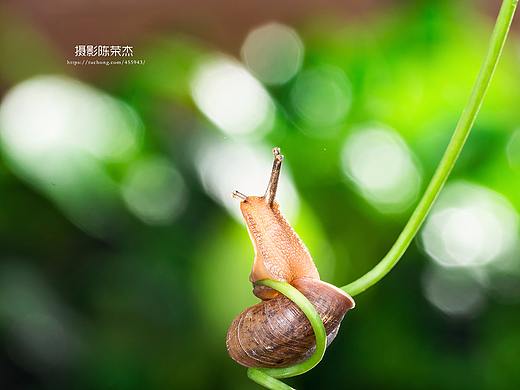 蜗牛