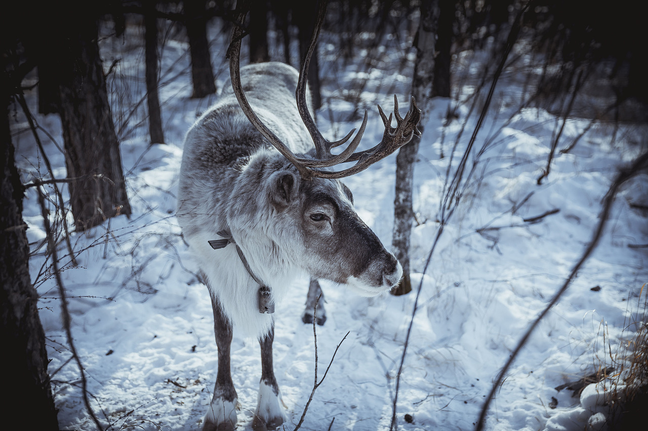 神秘森林的雪鹿