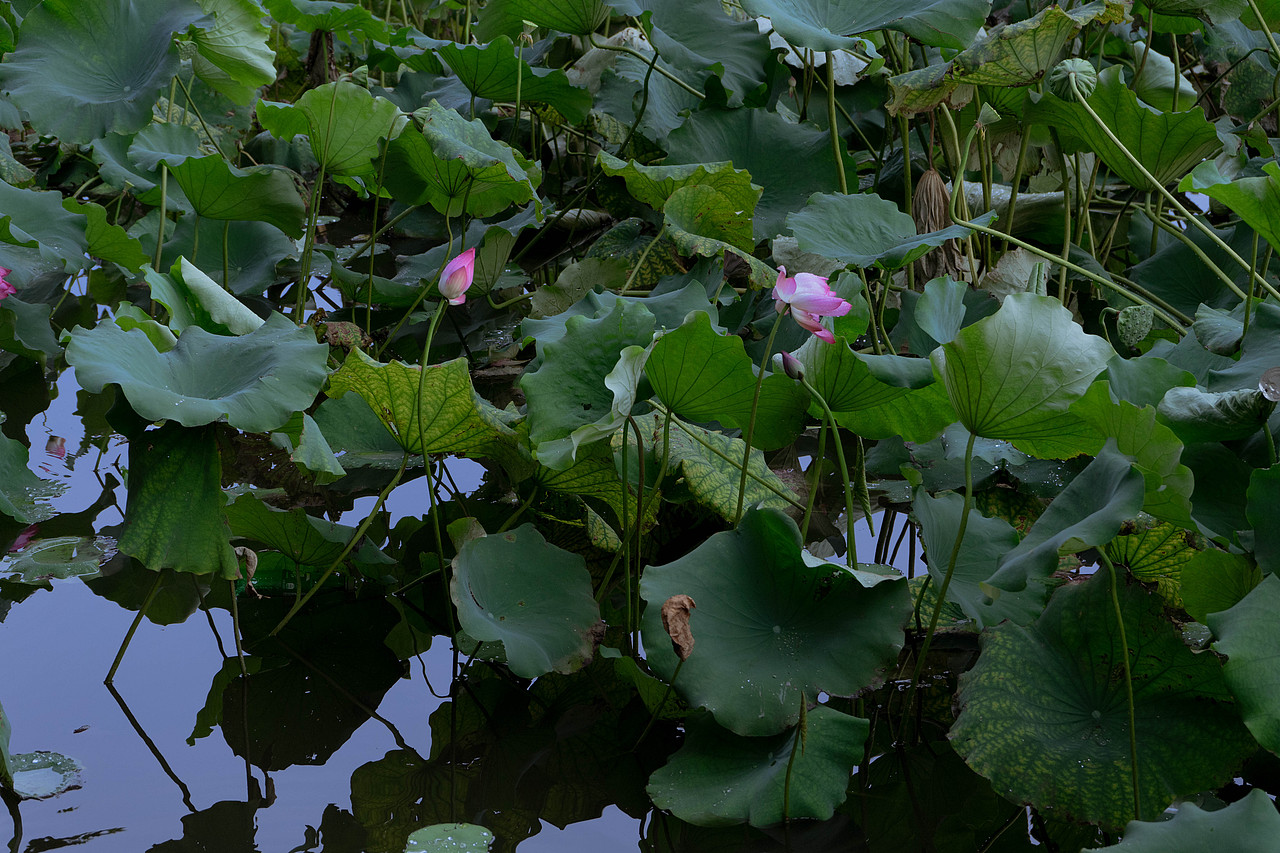 西湖荷花7月31日（图ZMjcxOTI3OTY4） - 风光摄影 - 站酷设计师达达达西瓜原创素材 - 站酷ZCOOL