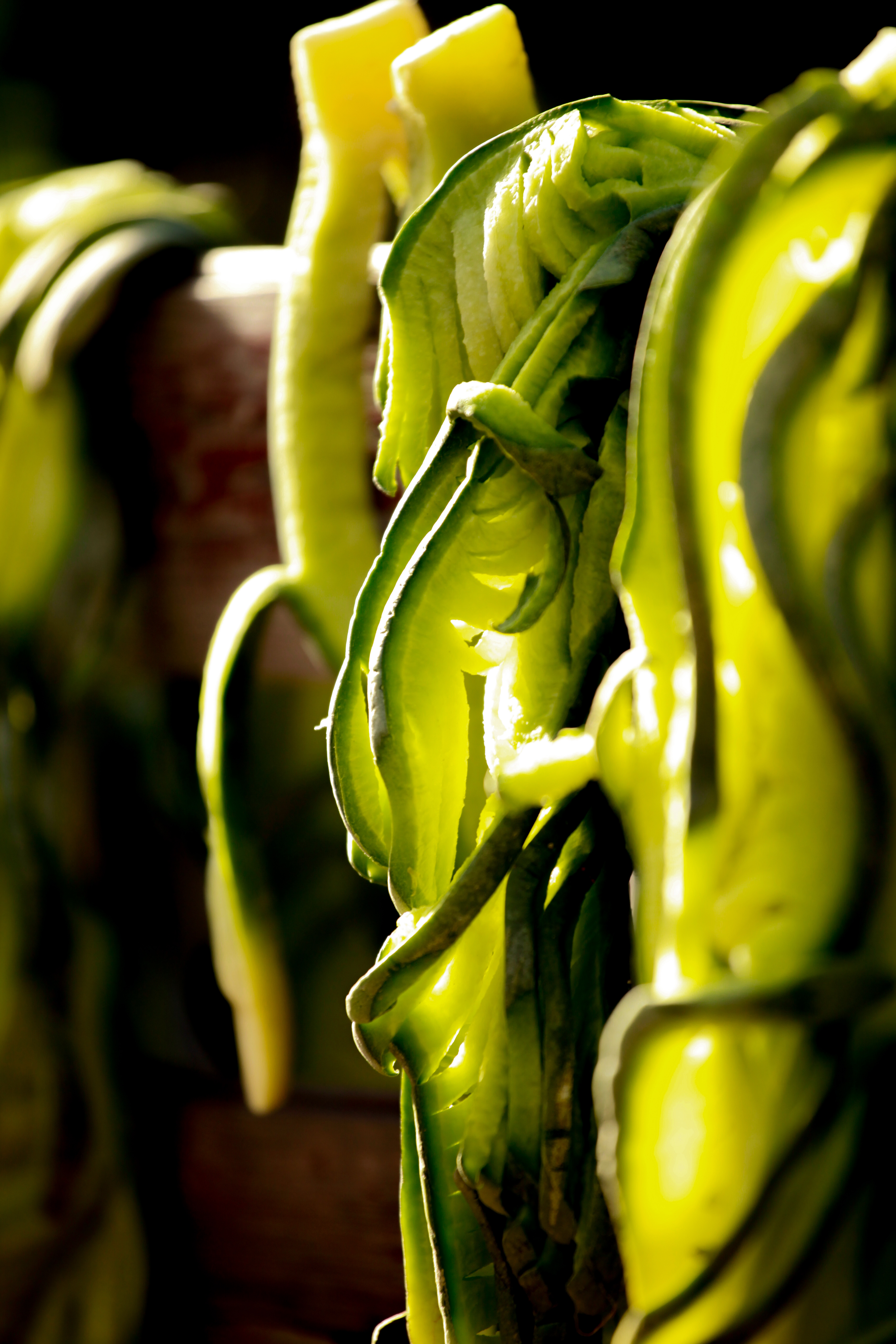 秋日里的萝卜(原创文章)