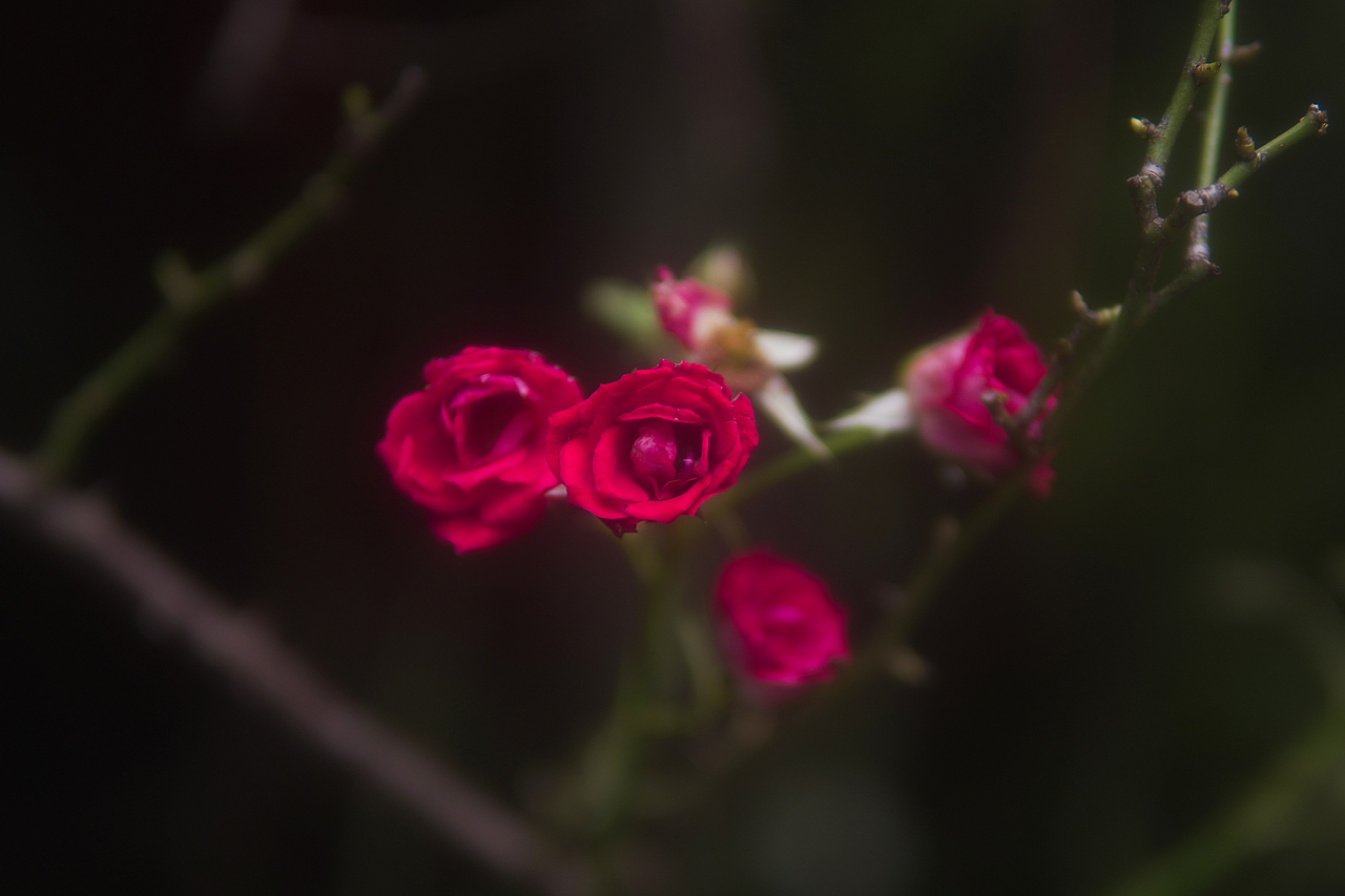 花路（图ZMjEzNjczMzky） - 产品摄影 - 站酷设计师DAYBREAK工作室原创素材 - 站酷ZCOOL