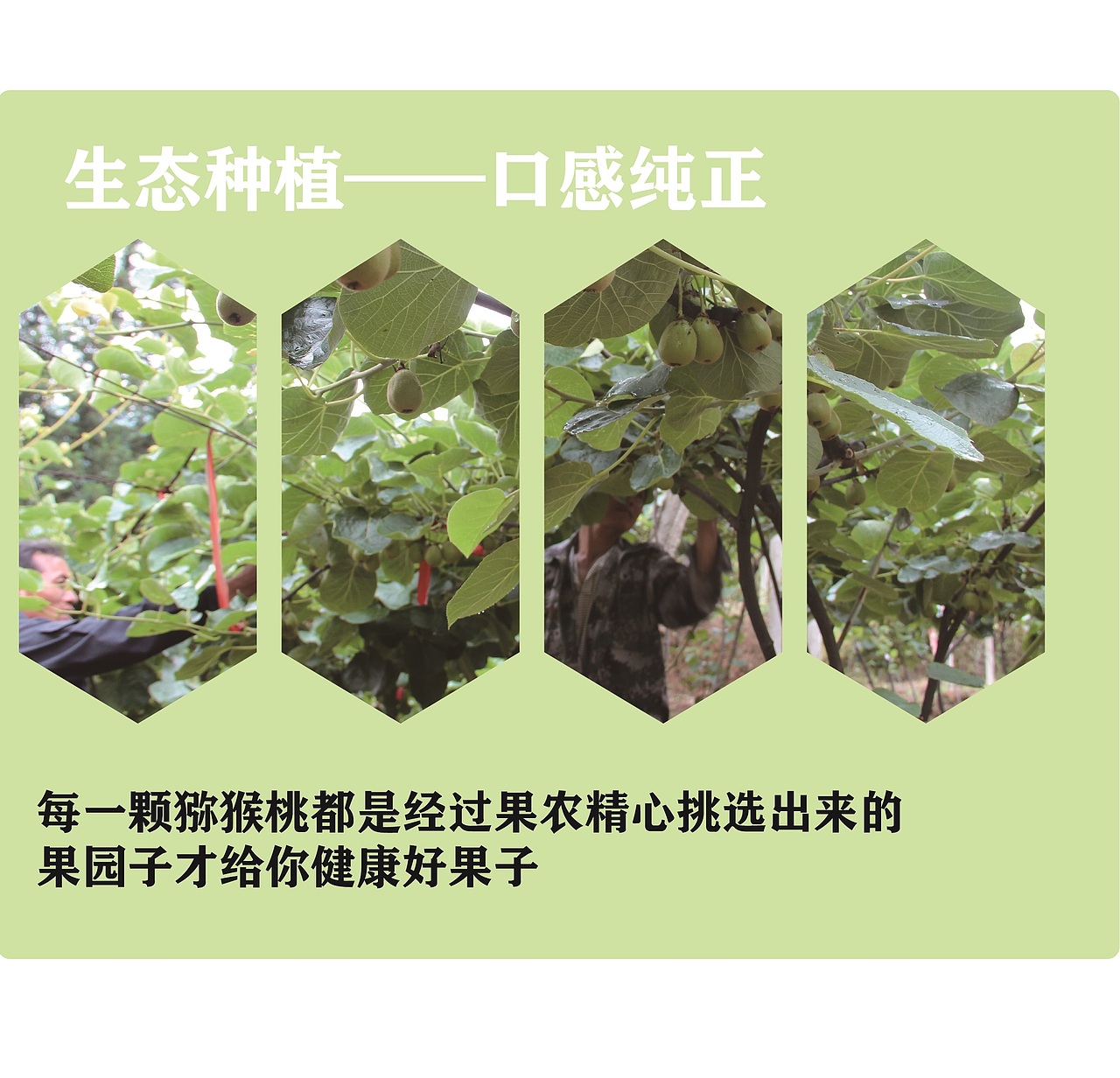 猕猴桃 详情页（图ZMjY0ODk1Nzgw） - 宣传物料 - 站酷设计师爱溜达的王大爷原创素材 - 站酷ZCOOL