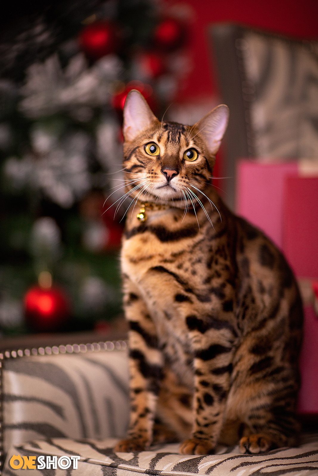 2018圣诞合集第一弹丨你的圣诞礼物又到啦!