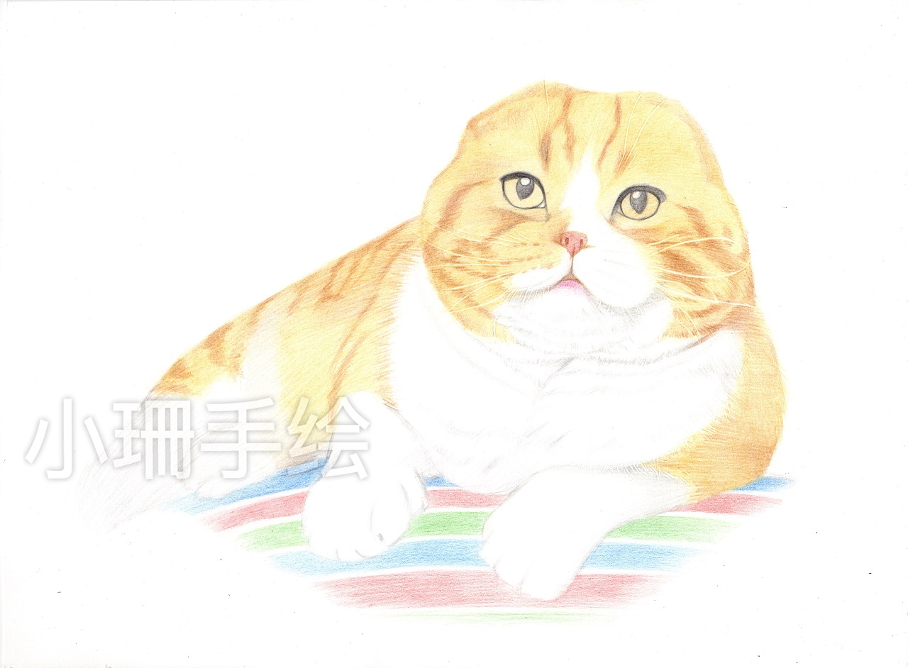 彩铅作品折耳猫