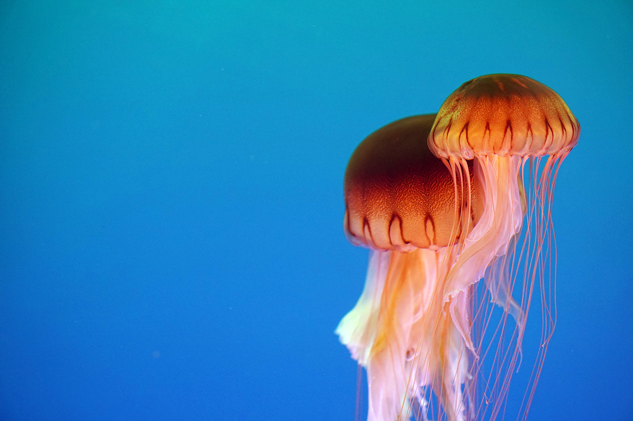 白色的还有彩色的~像星星一样~最漂亮的就是水母啦~不过水生动物还是