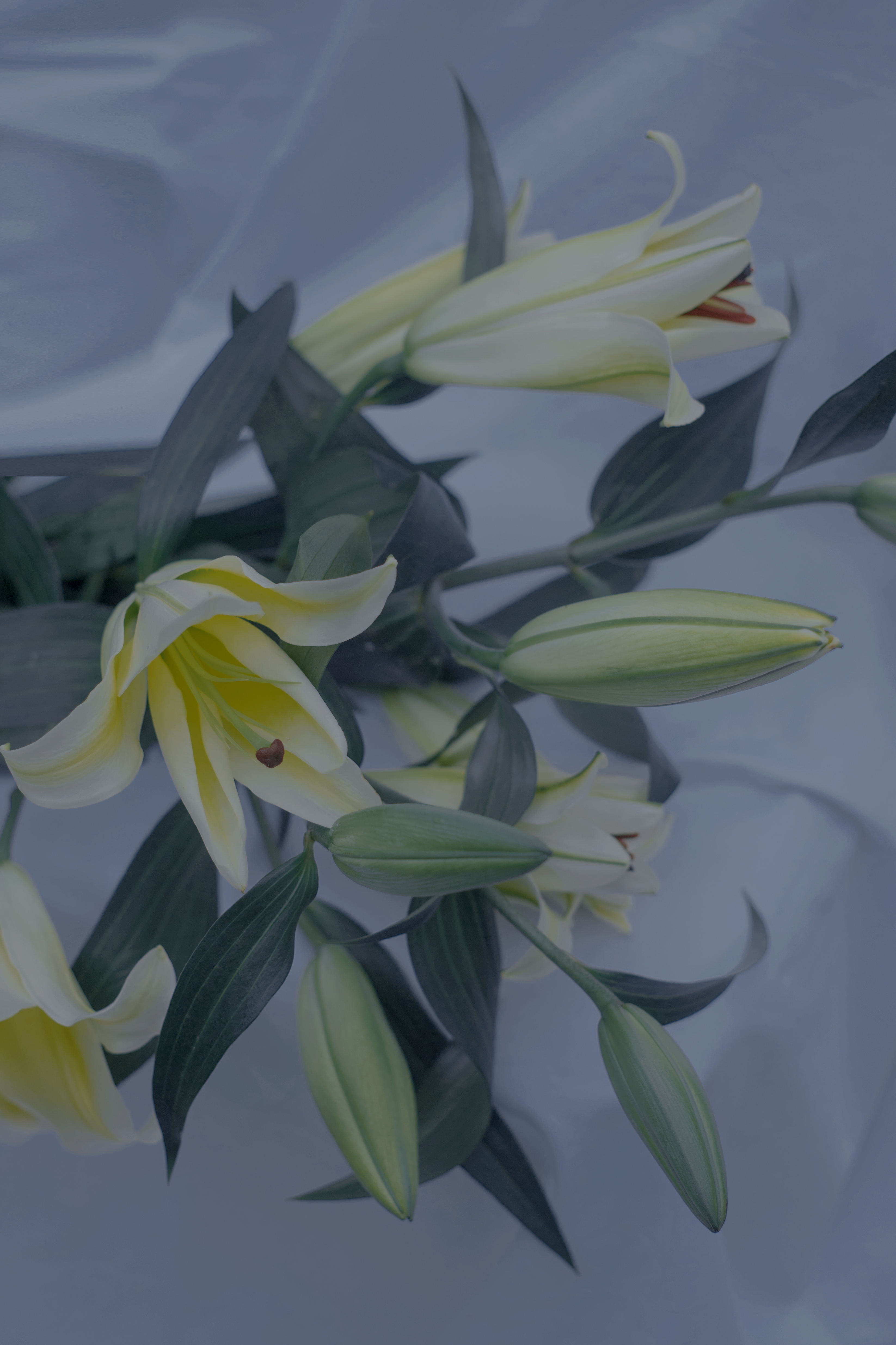 困在slin啊的個(gè)人主頁(yè)（封面預(yù)覽） - 主頁(yè)封面設(shè)置 - 站酷設(shè)計(jì)師困在slin啊原創(chuàng)素材 - 站酷ZCOOL