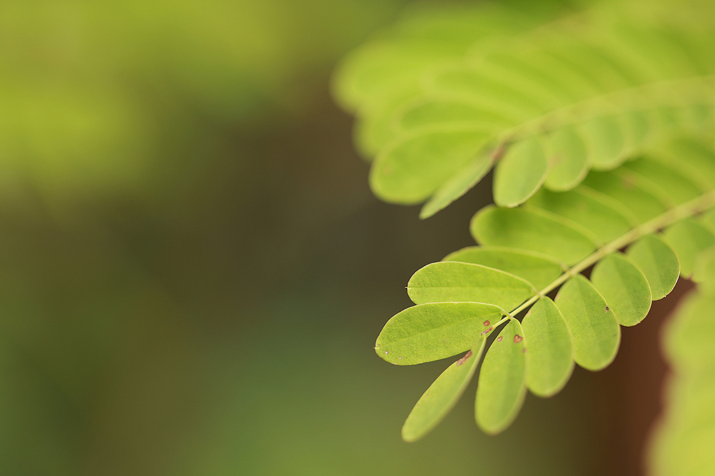 害羞的草鲜花花草树木高清壁纸下载素材图片植物摄影