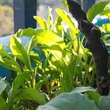 苍默君的头像