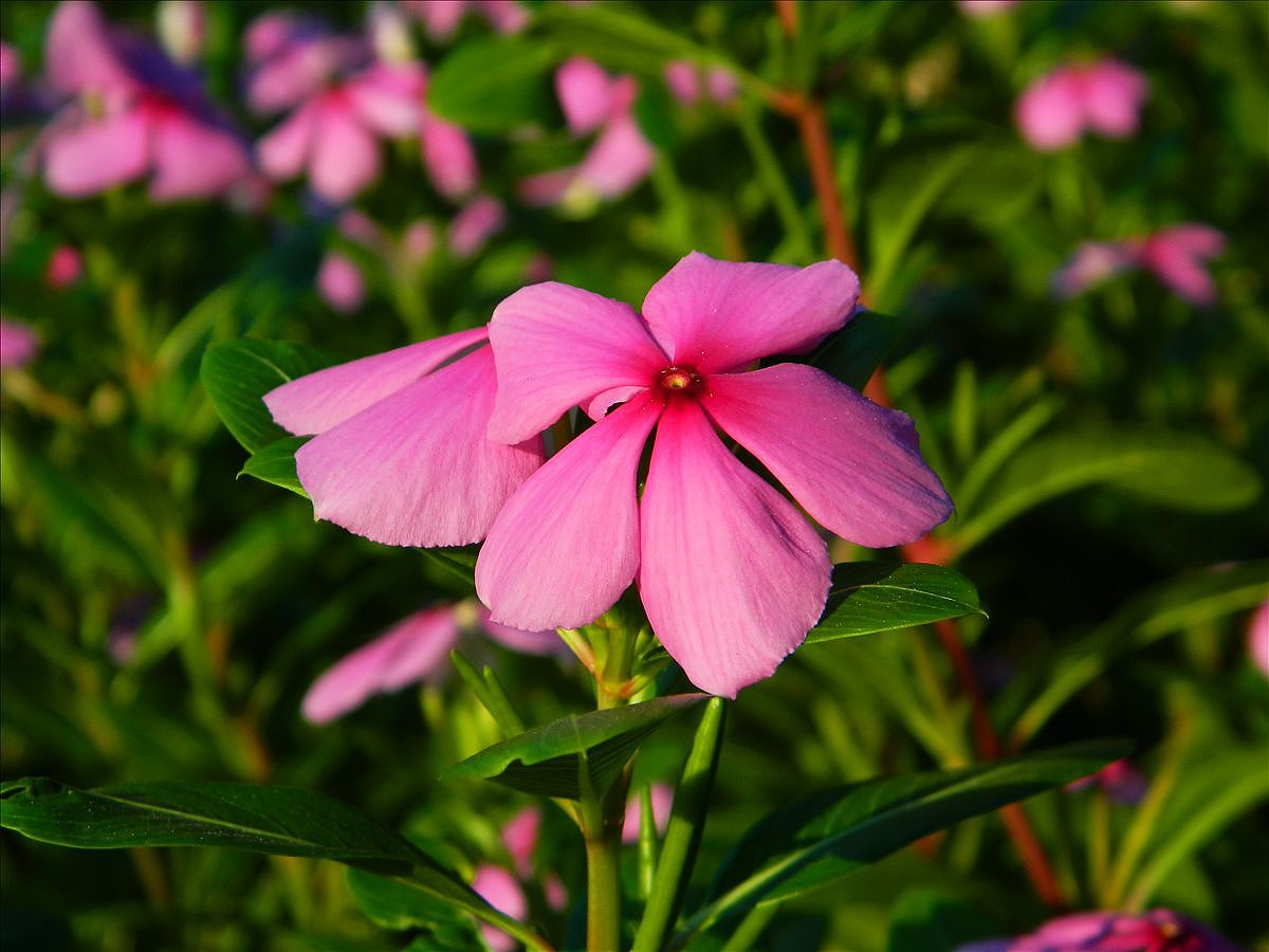 2012.07.29厦门金尚公园随拍