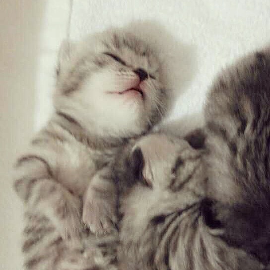 刚出生没几天的super