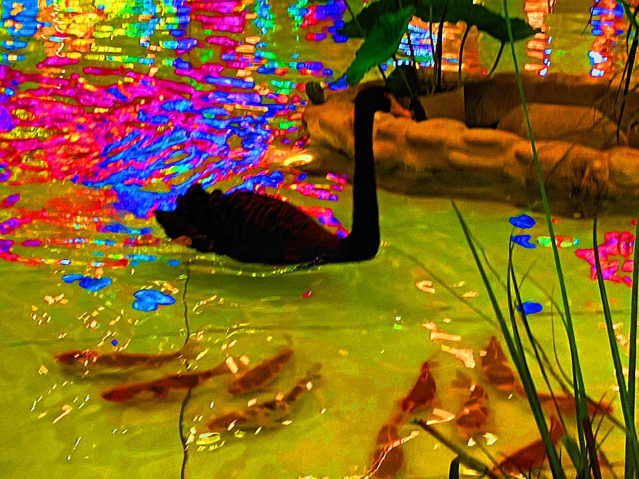 刘勇良画意摄影：入夜时分的黑天鹅