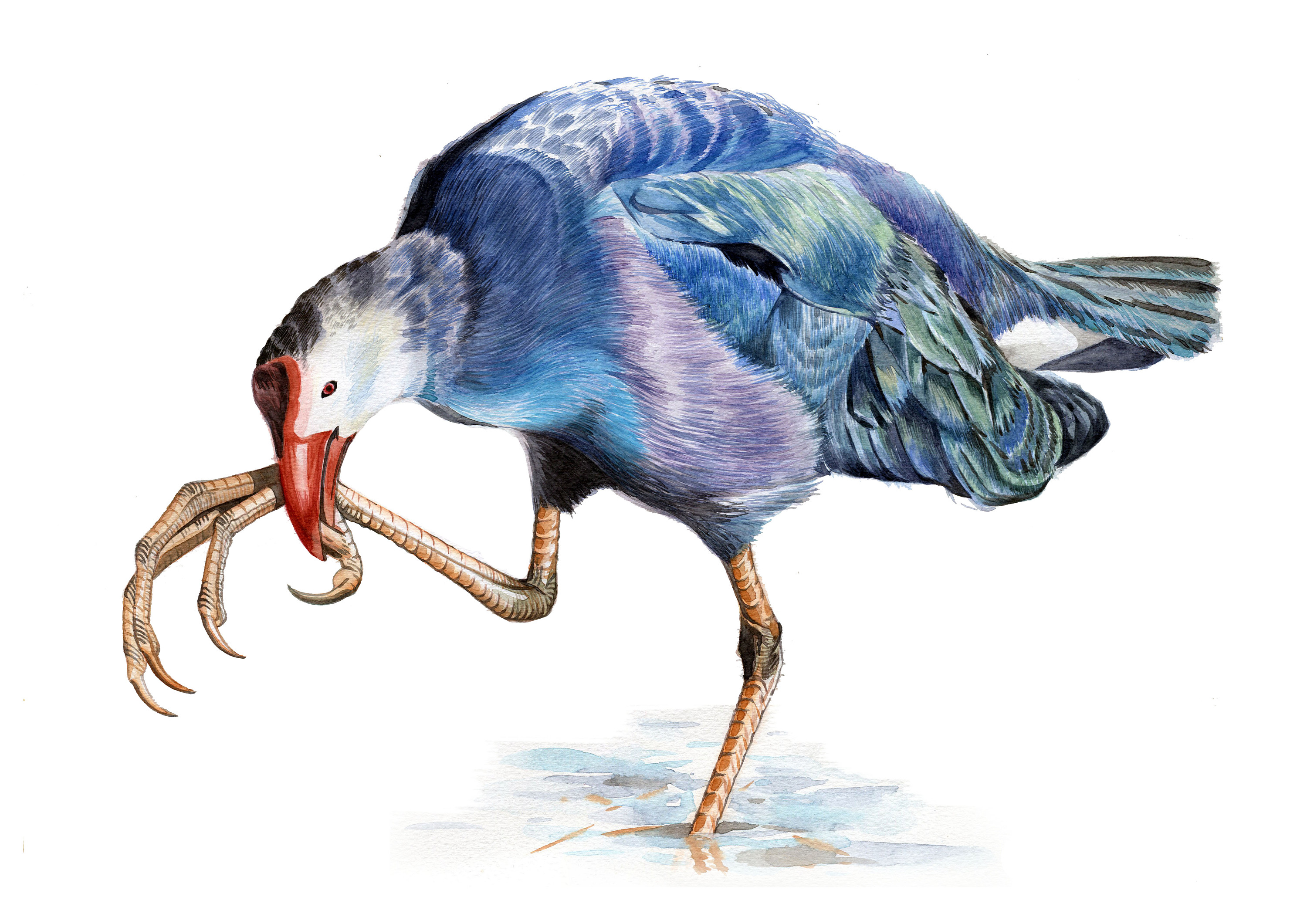 花老道的花与道博物画系列之【鸟】