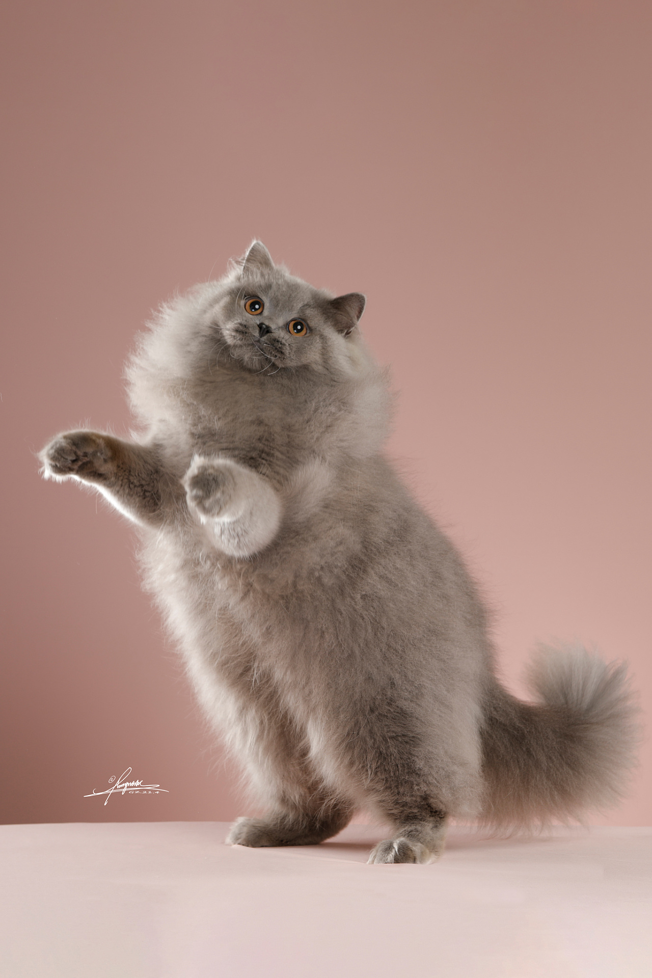 英国长毛猫|摄影|宠物摄影|amyworks赛猫摄影 - 原