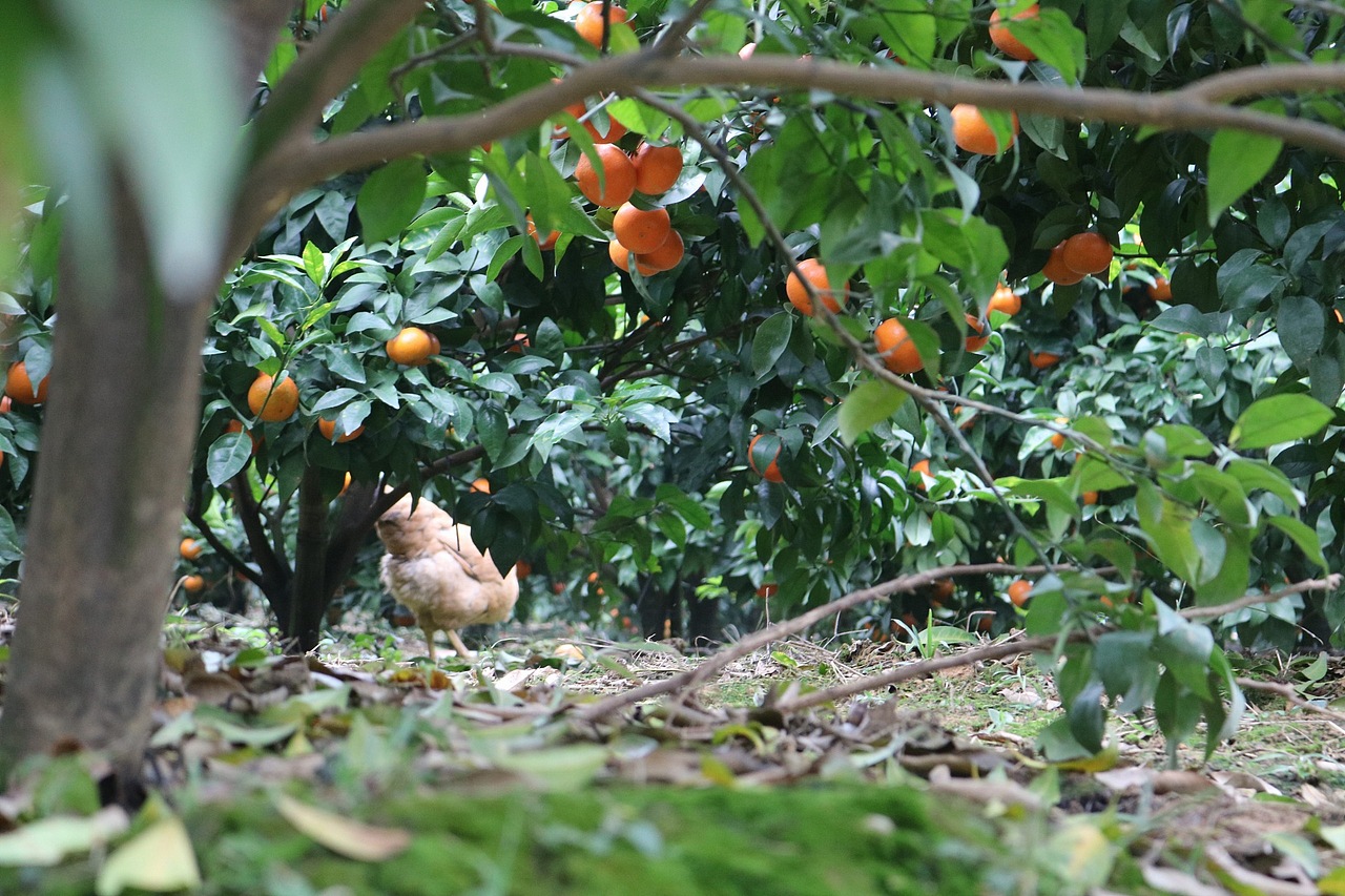 武鸣沃柑 老男人果品