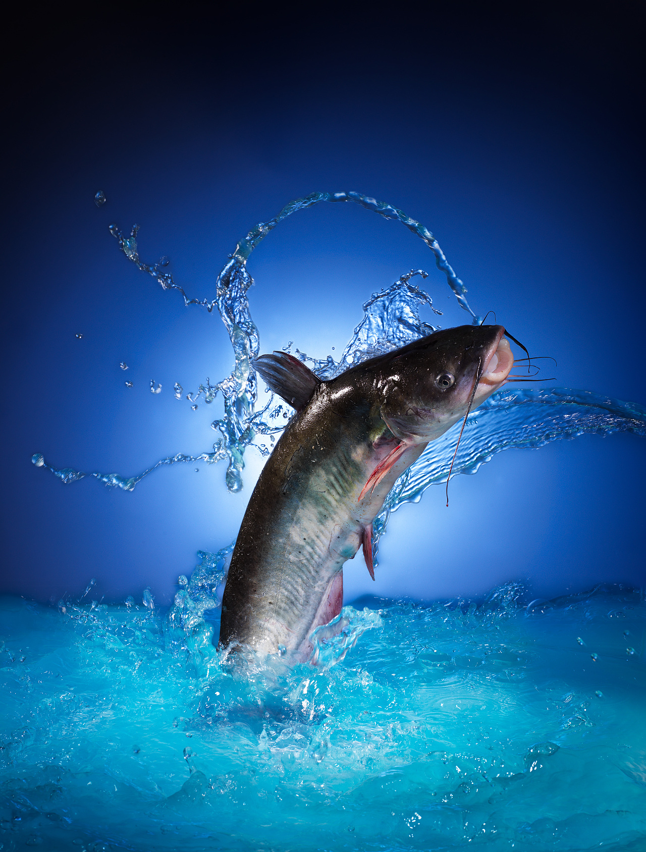 活鱼【woodkai.liu studio】|摄影|美食摄影|woodkai_liu - 原创作品 