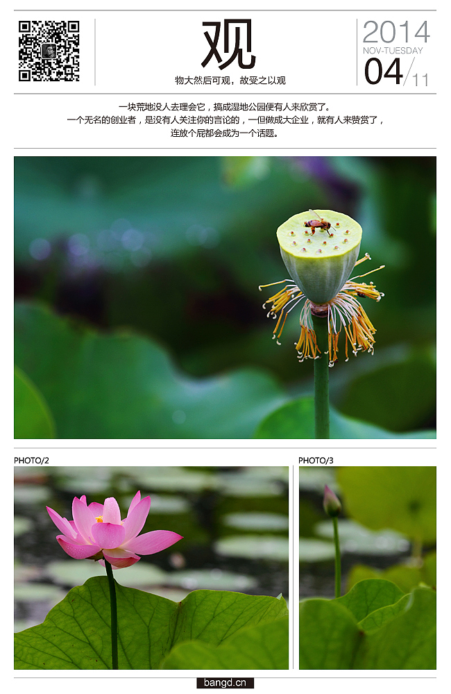 易朵莲花--《荷》摄影日记(图ZMjIxNjUxOTY=) - 风光摄影 - 站酷设计师午夜红茶原创素材 - 站酷ZCOOL