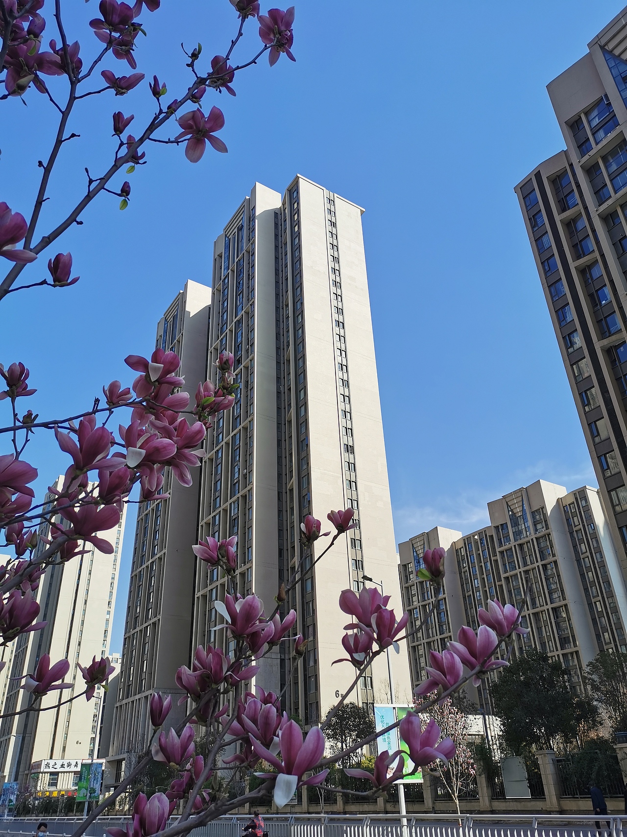 春暖花开/玉兰花/