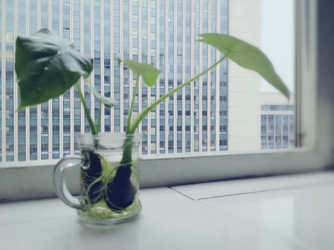 逝去不了的那些我的小生命