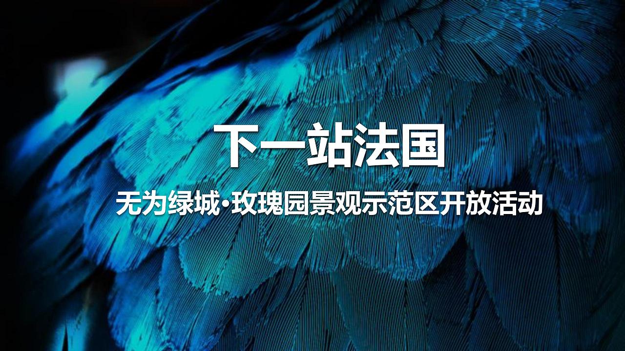 2017绿城玫瑰园景观示范区开放活动.