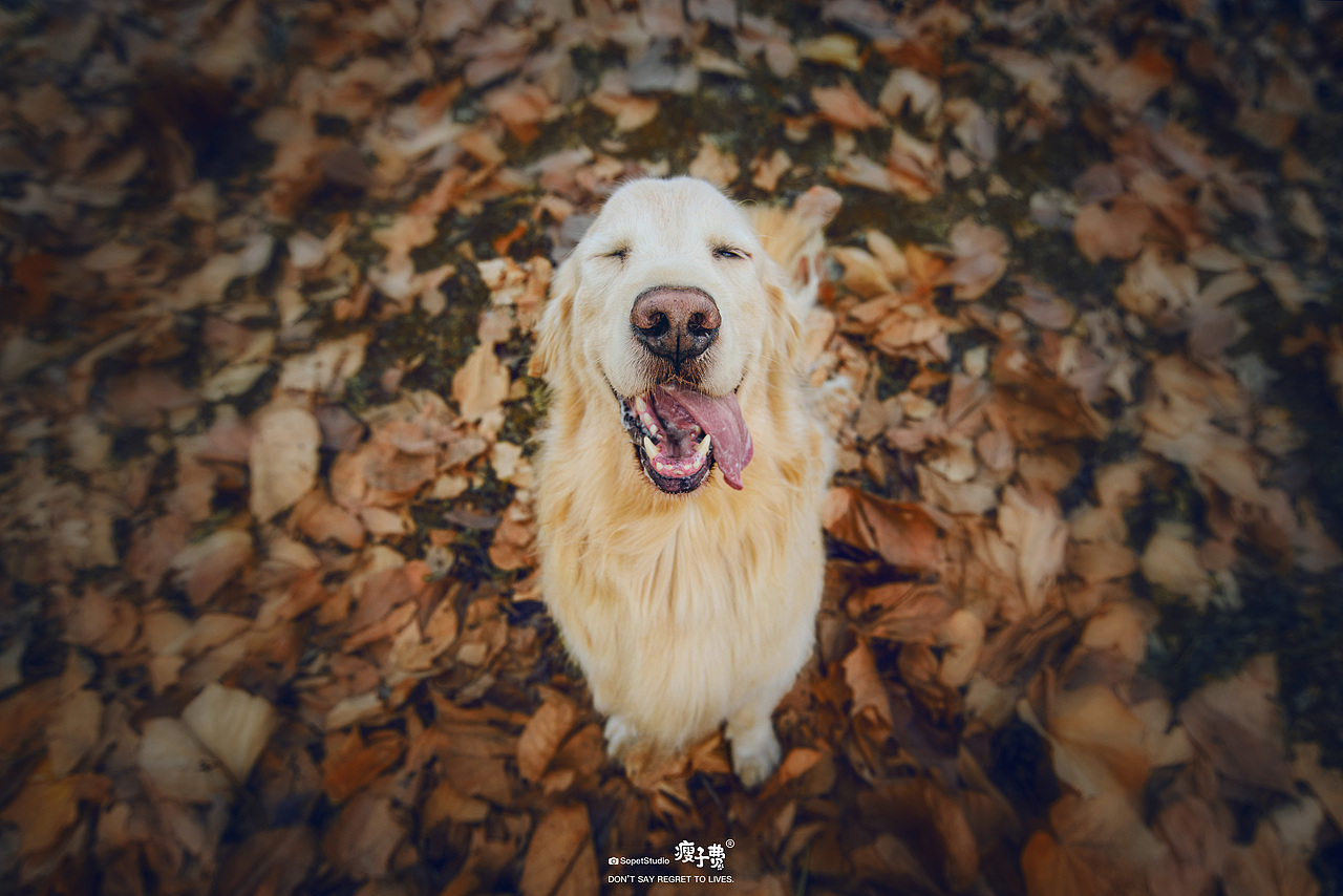 #瘦子费宠物摄影#（图ZMjQyMjY0OTY4） - 宠物摄影 - 站酷设计师瘦子费原创素材 - 站酷ZCOOL