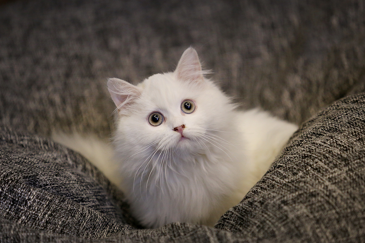 喵喵（图ZNTEwMzM1ODQ=） - 宠物摄影 - 站酷设计师l784028626原创素材 - 站酷ZCOOL