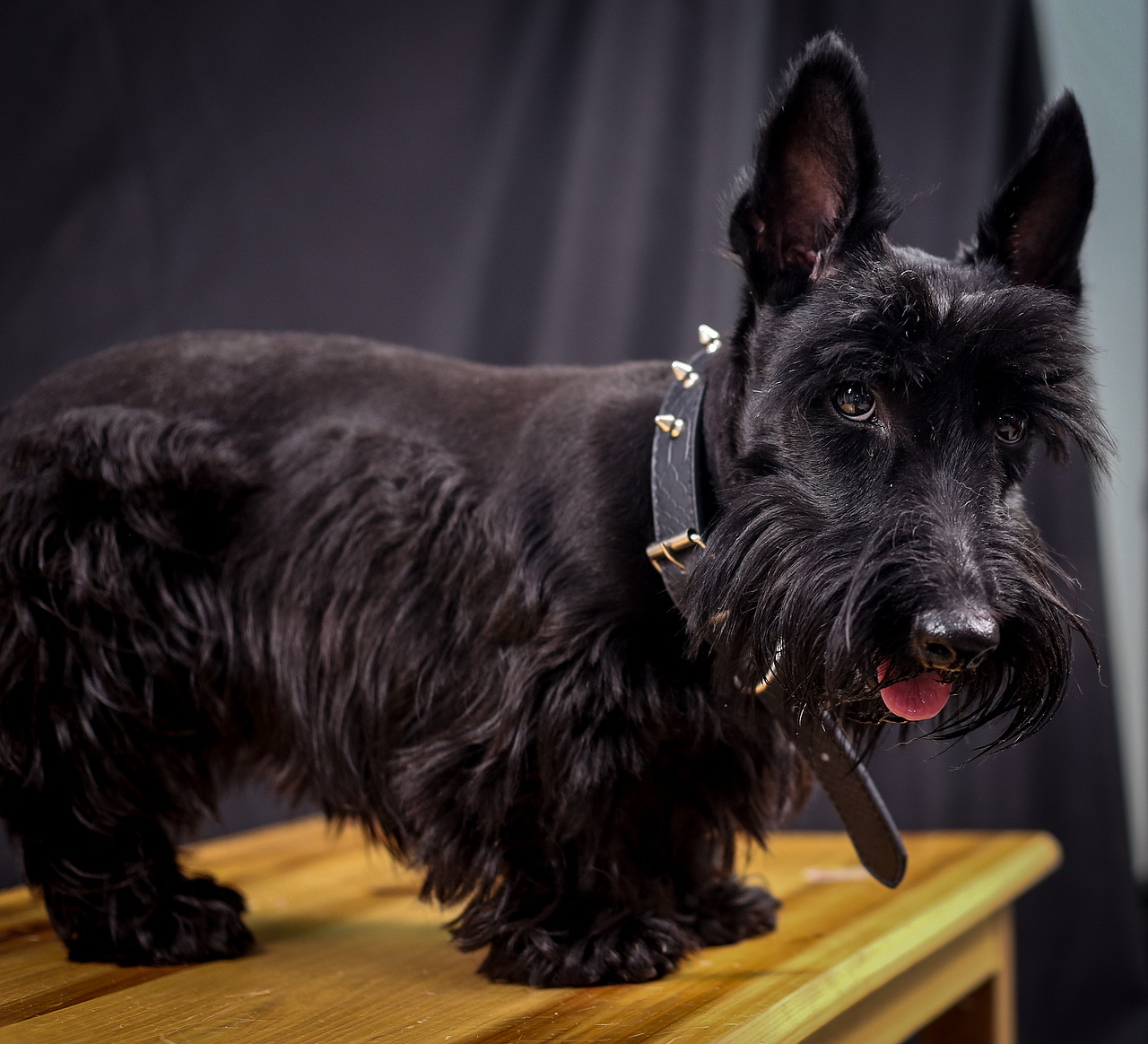 苏格兰梗犬丫丫