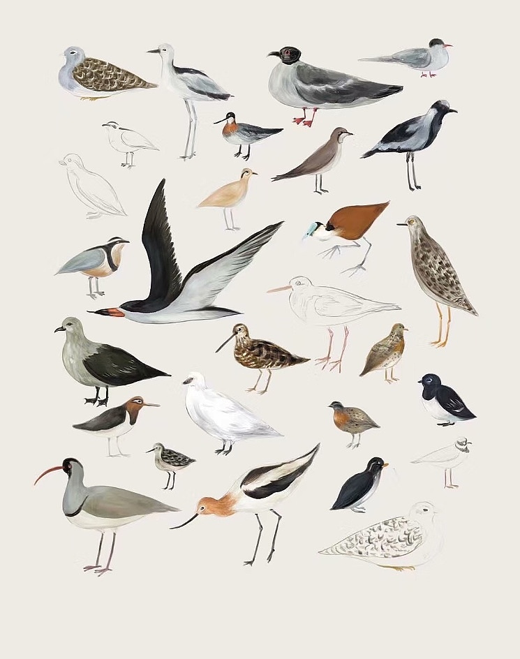 博物学图鉴 (海底生物 菌菇 兔子 鸽子)