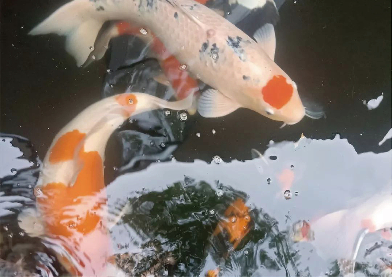 弄景唐德品牌形象设计（图ZMjk1NDY1NjU2） - 品牌 - 站酷设计师零度品牌设计原创素材 - 站酷ZCOOL