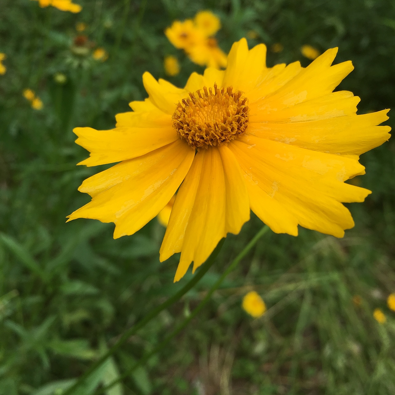 陌上花