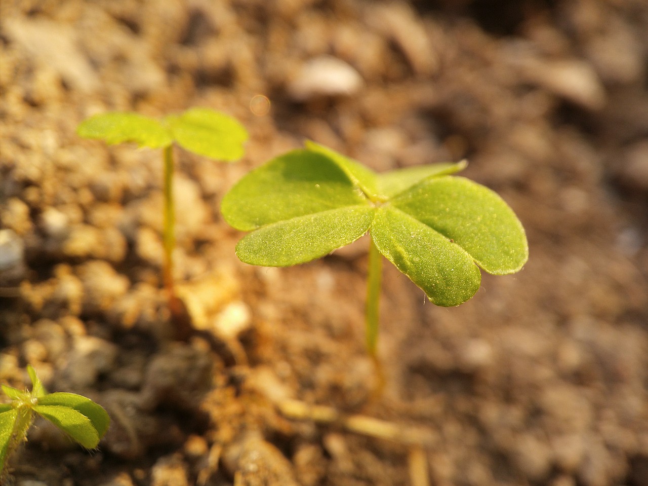 手機(jī)攝影—微距（圖ZMTUxOTEyNDI4） - 人文/紀(jì)實(shí)攝影 - 站酷設(shè)計(jì)師走過(guò)綠意原創(chuàng)素材 - 站酷ZCOOL