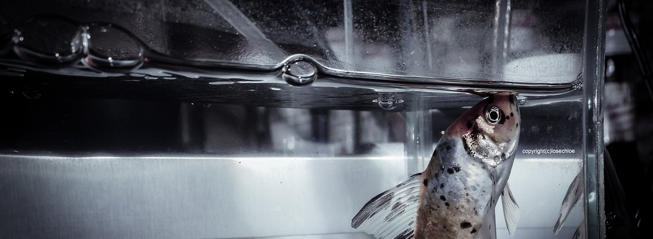 旧时摄影（图ZNzQyMzQ1OTY=） - 其他摄影 - 站酷设计师魔法少女阿轩轩原创素材 - 站酷ZCOOL