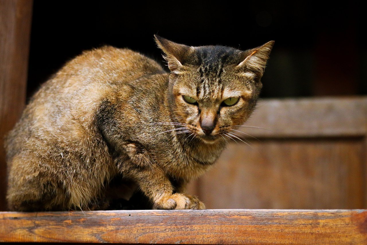 泰国小姐姐(调色系)