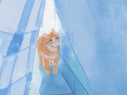 【照片转画】晾衣服橘猫