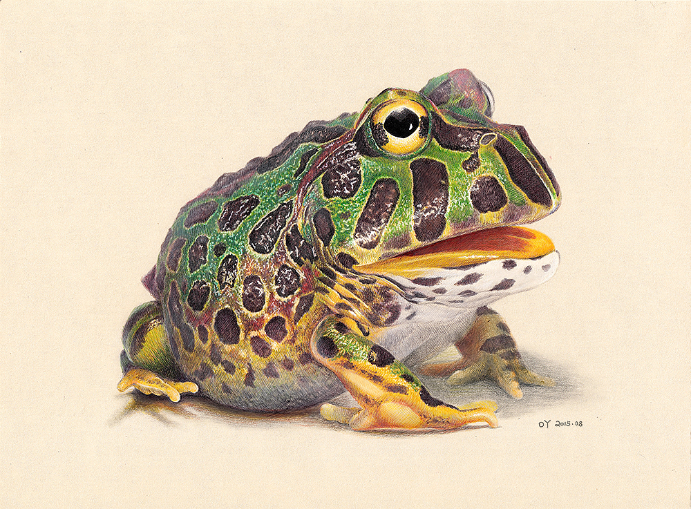 oy圆珠笔画角蛙