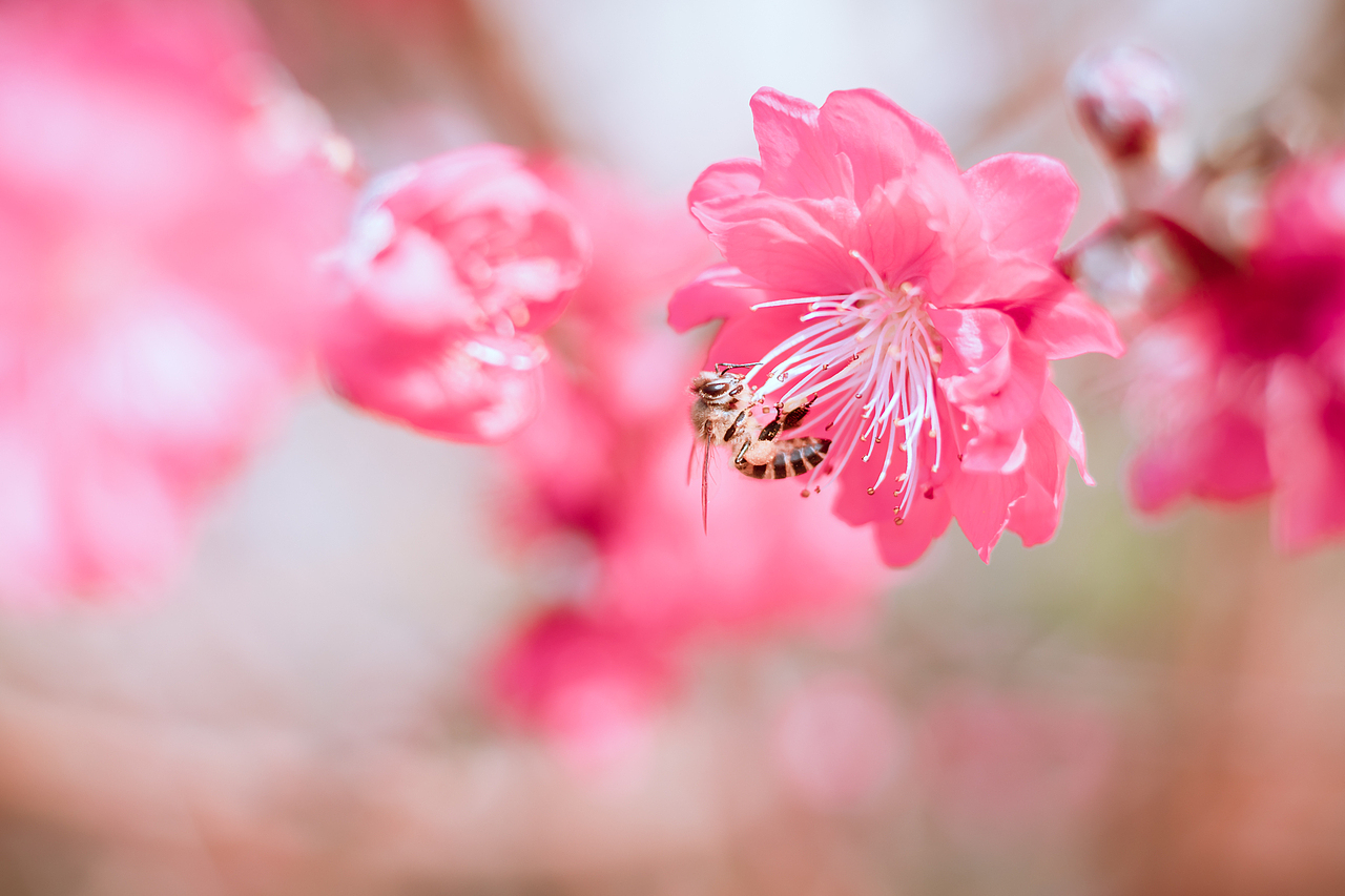 20190127 广州石马桃花园（图ZMTQzMzgxNzg0） - 风光摄影 - 站酷设计师Air416原创素材 - 站酷ZCOOL
