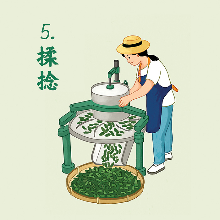 陈鹏鹏凤凰单丛茶制作工艺流程图