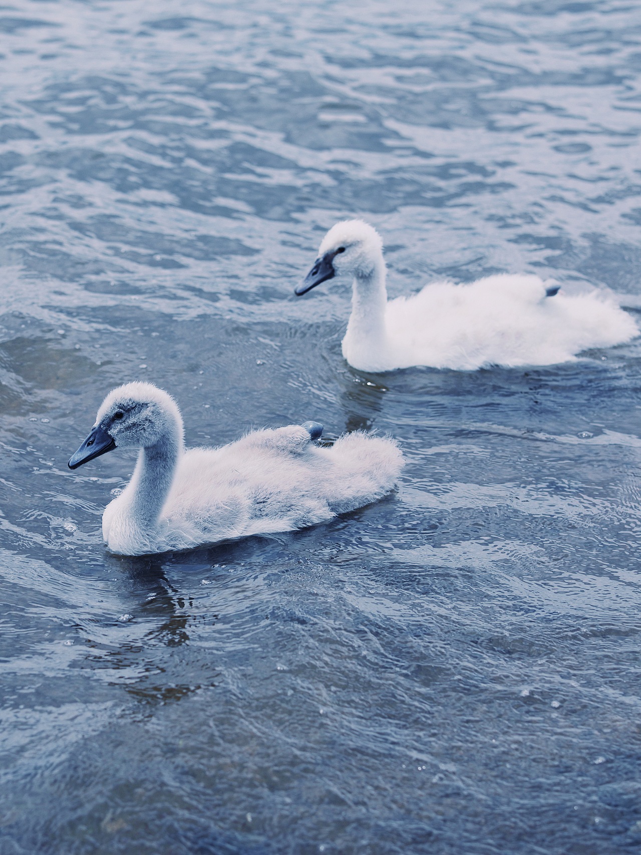 Fujiyama（图ZMzQ0NTkxNzky） - 风光摄影 - 站酷设计师ARTLee小杰原创素材 - 站酷ZCOOL