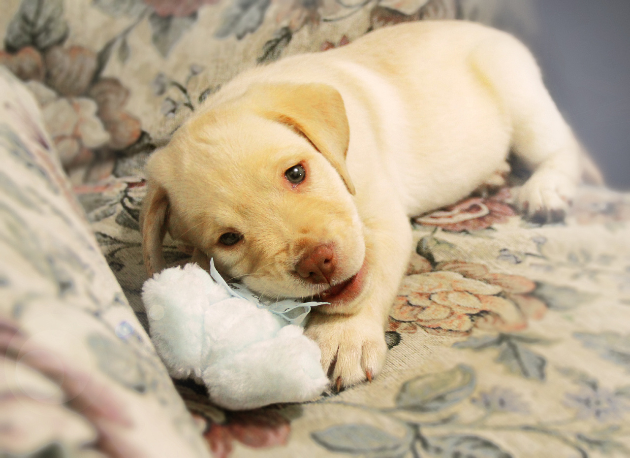 我家小狗初长成|摄影|动物|huangyan52406 - 原创作品 - 站酷 (zcool)